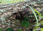カブト虫 カブト虫,カブトムシ,樹液の写真素材