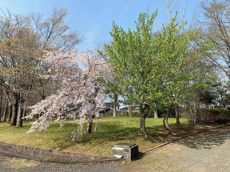 桜の木 桜の木の写真