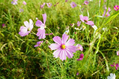コスモスの花 コスモス,秋,花の写真素材