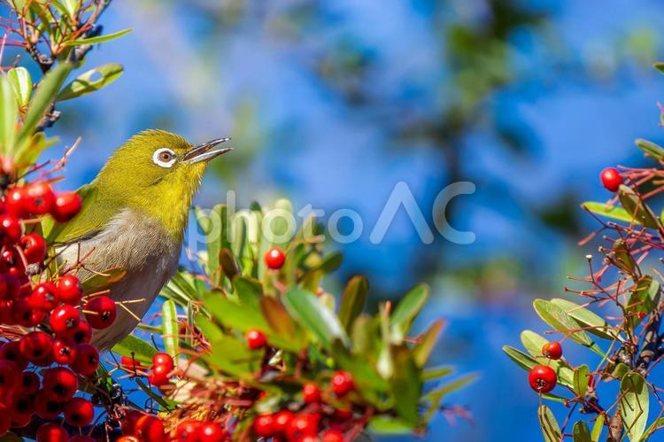 ピラカンサとメジロ・コピースペース メジロ,野鳥,鳥の写真素材