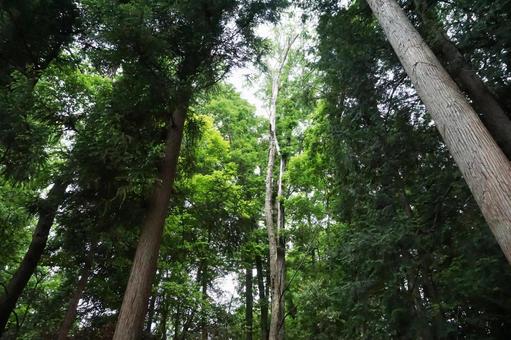森の中 森の中の写真