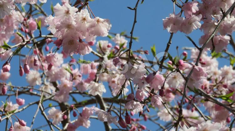 皇居　乾通りの桜 皇居,江戸城,晴れの写真素材