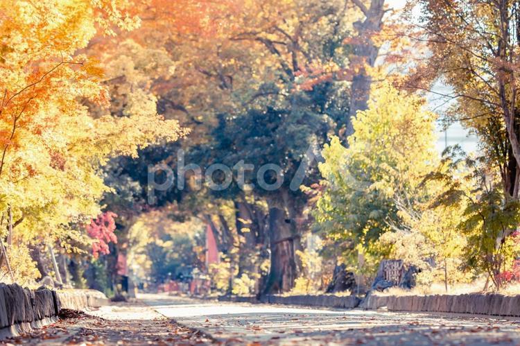秋の風景 秋,紅葉,晴れの写真素材