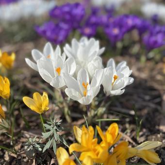 Crocus 3 colors, JPG Crocus 3 colors, JPG