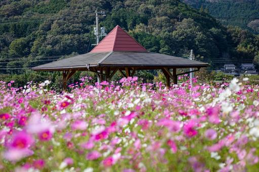 帽子をかぶった北房コスモス広場 北房コスモス広場,コスモス,ピンクの写真素材