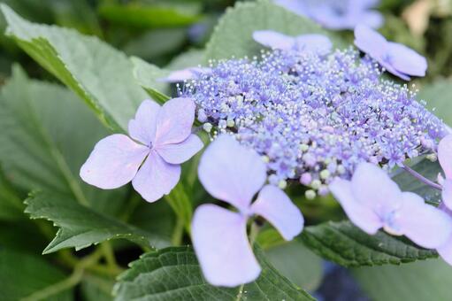 紫色のガクアジサイ あじさい,アナベル,6月の写真素材