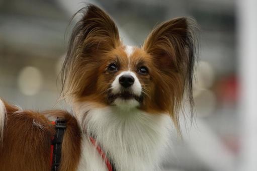 パピヨンのポートレート パピヨンのポートレート 犬,パピヨン,可愛い犬の写真素材