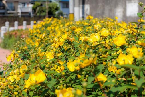 鮮やかな黄色の花壇 鮮やかな黄色の花壇 花,黄色,花壇の写真素材