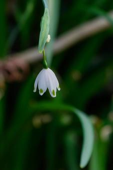 Photo, snowflake, lily of the valley, suzuran narcissus, 