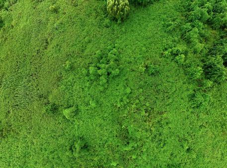 河川敷の植物 緑地,河川敷,河原の写真素材