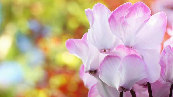 シクラメン-185 シクラメン,ピンク,ショッキングピンクの写真素材