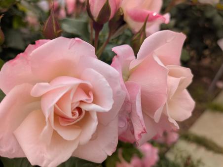 バラ バラ 母の日,花,かわいいの写真素材