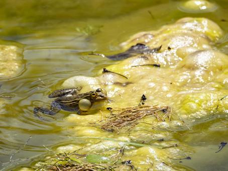 大きな声で鳴くトノサマガエル 大きな声で鳴くトノサマガエル 鳴く,トノサマガエル,池の写真素材