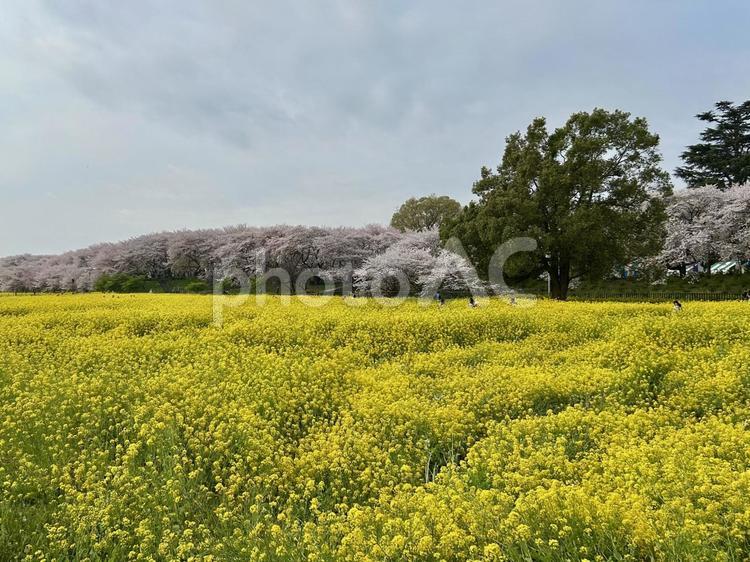 幸手権現堂公園の春 桜,菜の花,ピンクの写真素材