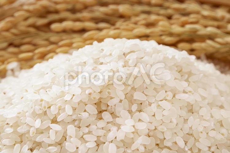 日本の主食、白米と稲穂 白米,精米,米粒の写真素材