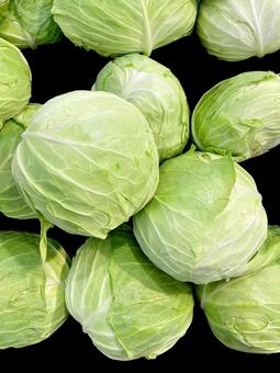 野菜・キャベツ キャベツ,収穫,栽培の写真素材