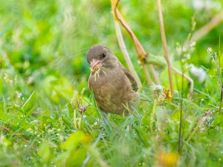 草むらを歩くカワラヒワ 草むらを歩くカワラヒワの写真