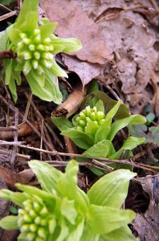 ふきのとう ふきのとう ふきのとう,フキノトウ,植物の写真素材