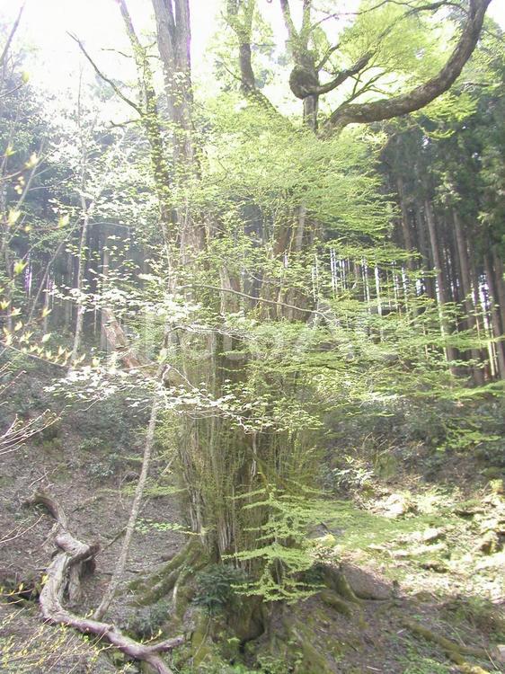 桂の木 木,自然,木漏れ日の写真素材