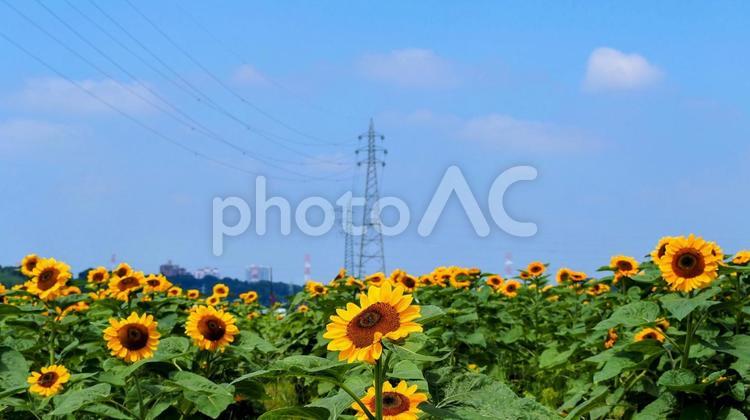 佐倉ふるさと広場・向日葵畑＆鉄塔・佐倉市 夏,ひまわり,佐倉ふるさと広場の写真素材