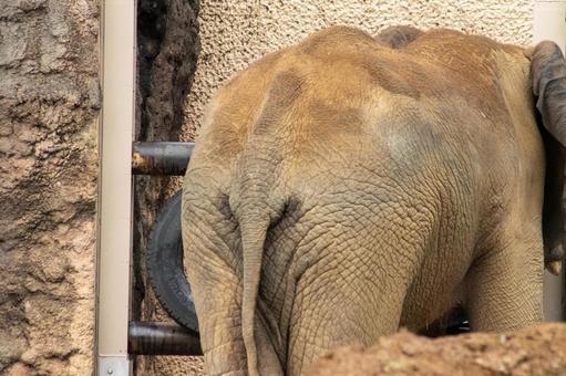 ゾウのお尻 ゾウのお尻 ゾウ,多摩動物園,動物園の写真素材