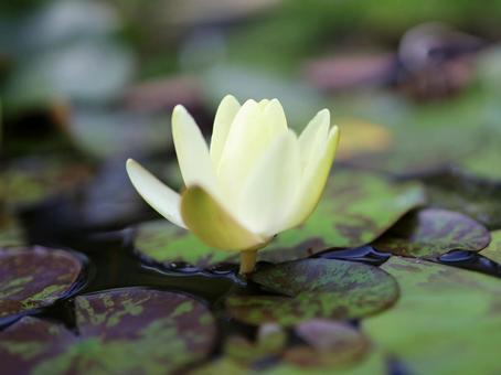 Yellow Water Lily, JPG