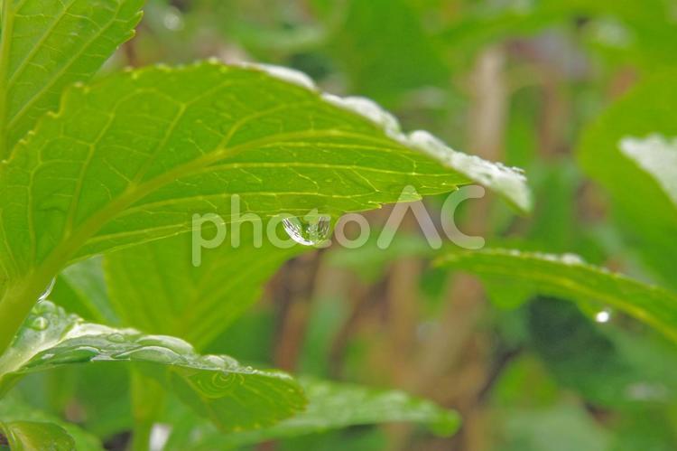 雨のしずく しずく,つゆ,テクスチャの写真素材