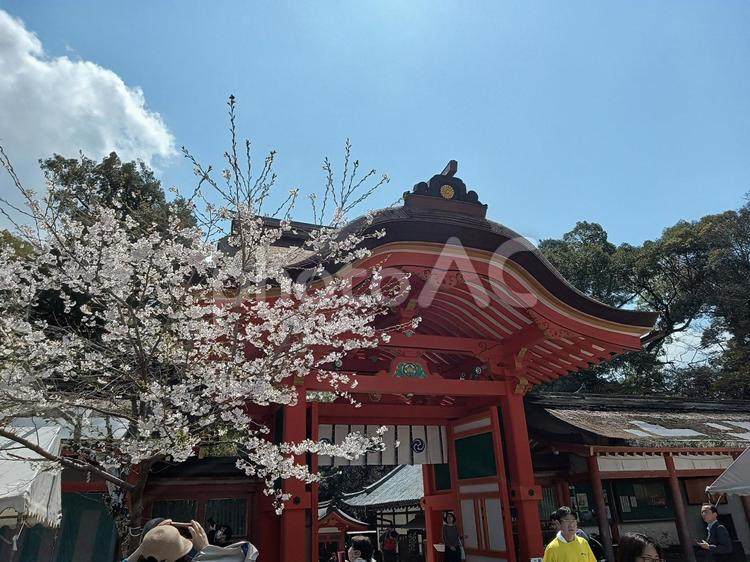 石清水八幡宮と桜 京都,桜,春の写真素材