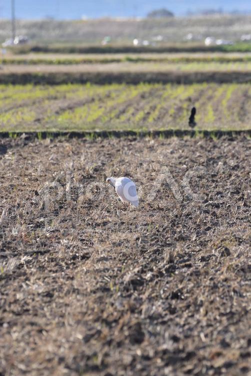 朱鷺と共に暮らす里 朱鷺,ニッポニア・ニッポン,鳥の写真素材