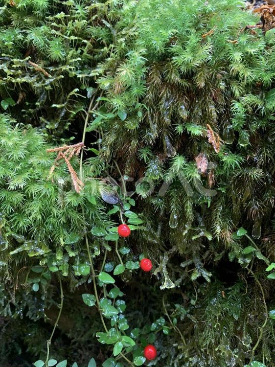 緑のスギゴケとヤブコウジの赤い実 スギゴケ,ヤブコウジ,苔の写真素材