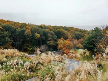 ススキと紅葉 ススキと紅葉 秋,ススキ,紅葉の写真素材
