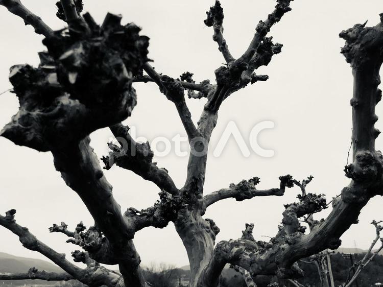 拳の様な枝の木々 モノクロ,モノトーン,白黒の写真素材