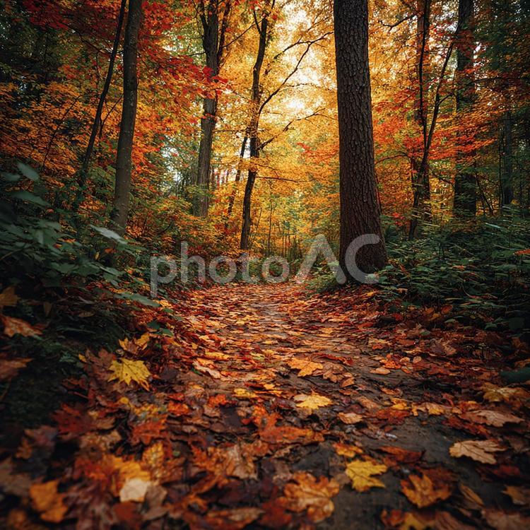 紅葉が美しい森の小道 紅葉,森,林の写真素材