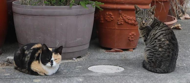 遠そうで近い 猫,動物,風景の写真素材