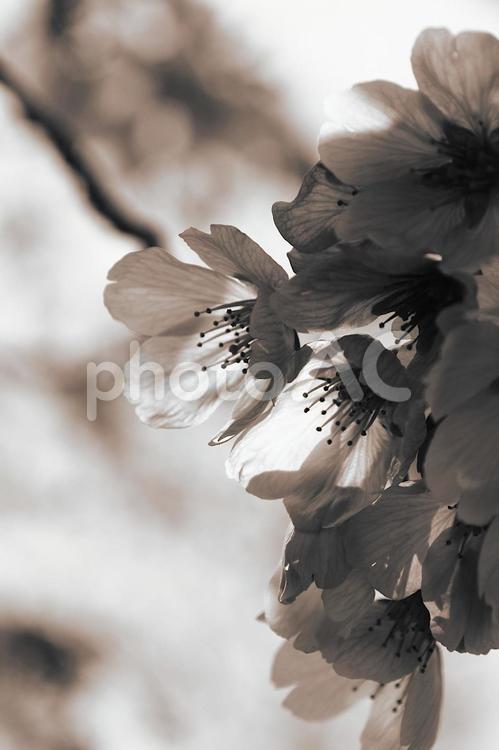 桜　4　モノクローム　1 桜,さくら,モノクロの写真素材