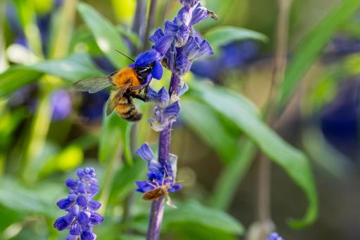 サルビアとトラマルハナバチ⑴ サルビアとトラマルハナバチ⑴ 蜂,トラマルハナバチ,花の写真素材
