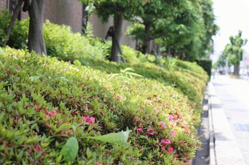 植物の画像 植物の画像の写真