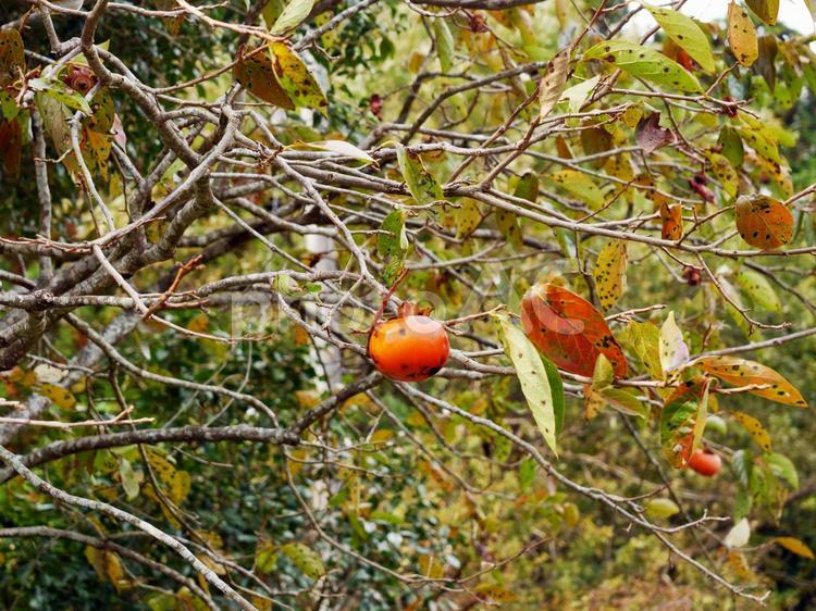 柿の実　果物 柿,実,果実の写真素材