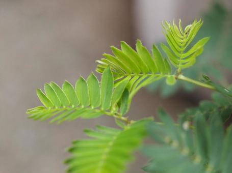 おじぎ草 おじぎ草の写真