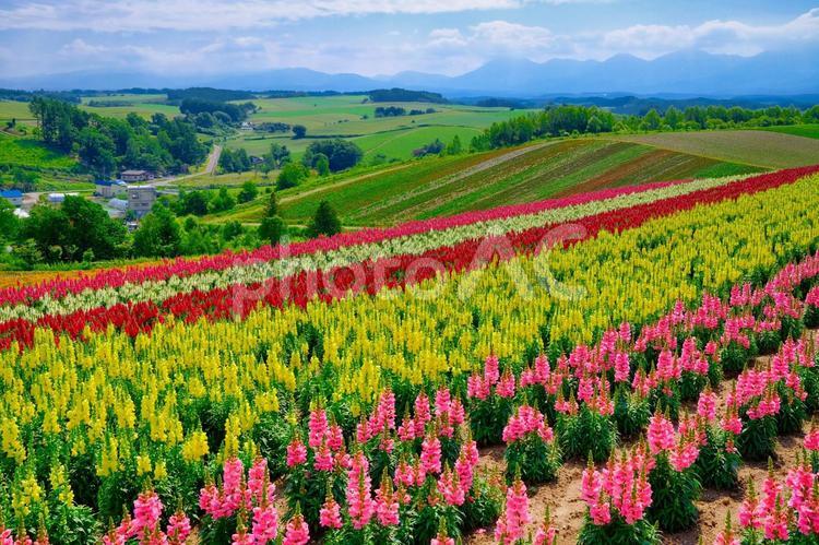 北海道の花畑 花畑,ガーデン,花の写真素材