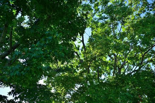 夏の木漏れ日 夏の木漏れ日の写真