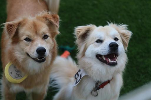 仲良しワンコの笑顔 犬,仲良し,笑顔の写真素材