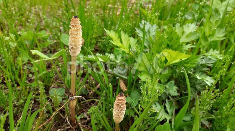 地面に生えるツクシ 土筆,スギナ,春の写真素材
