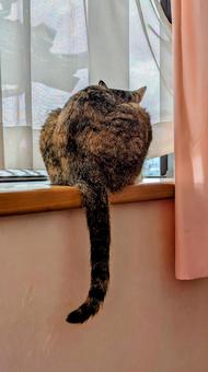 窓辺の猫 ペット,動物,窓の写真素材