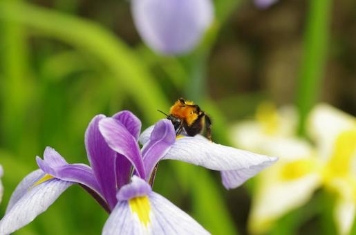 ショウブの花とクマバチ ショウブの花とクマバチの写真