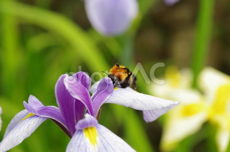 ショウブの花とクマバチ ショウブ,菖蒲,梅雨の写真素材