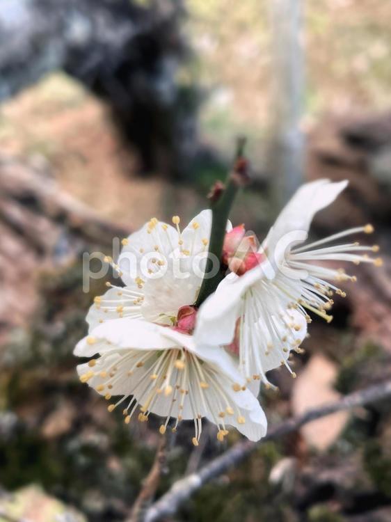満開の梅の花のクローズアップ 自然,早春,春の写真素材