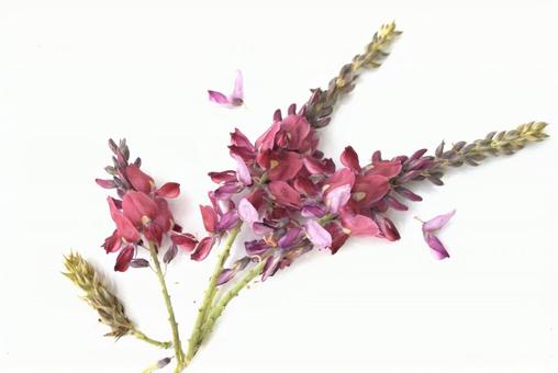 白背景に葛の花 白背景に葛の花 クズ,花,葛の花の写真素材