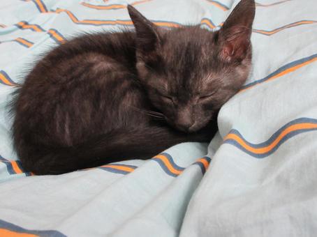 寝ている子猫 寝ている子猫 子猫,寝ている猫,黒猫の写真素材
