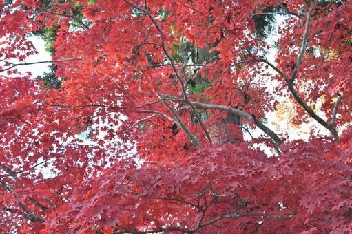 晩秋の紅葉 もみじ,秋,赤の写真素材